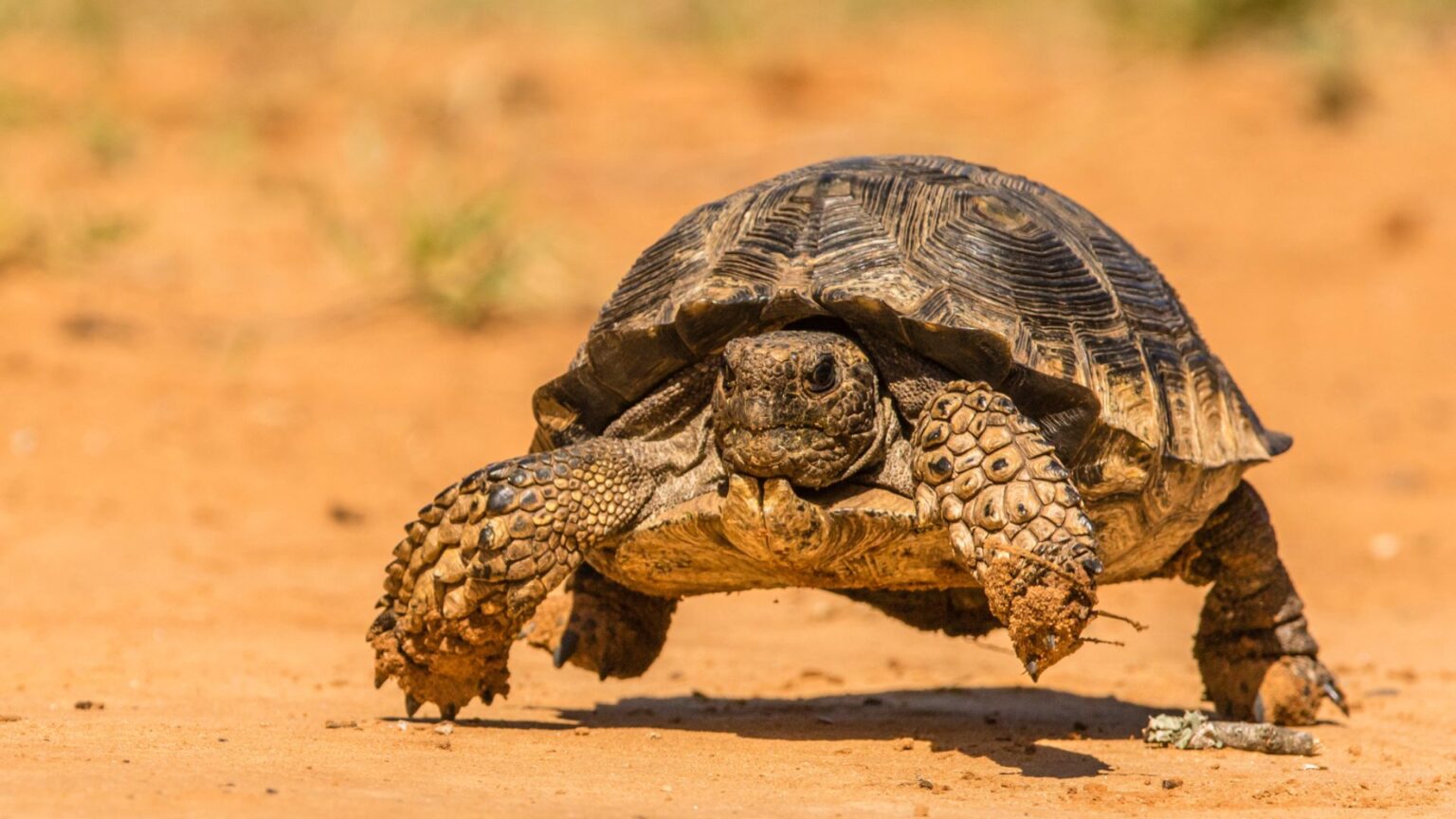 Texas Rtoise Texas Tortoise Agricultural Expansion