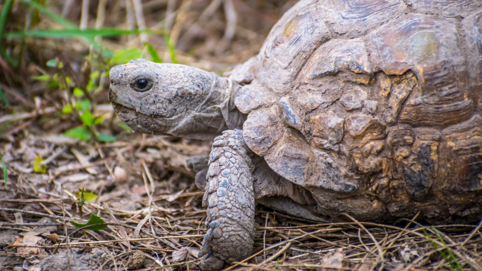 Texas Rtoise Texas Tortoise Illegal Collection