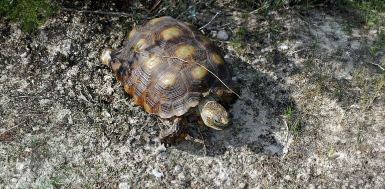 Texas Native Tortoise Texas Tortoise