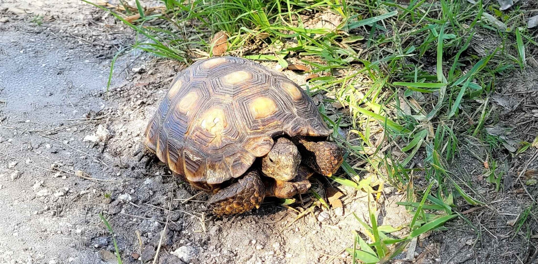 Texas Rtoise The Texas Tortoise
