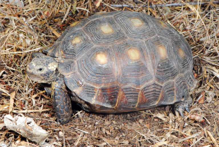 Texas Rtoise The Characteristics of the Texas Tortoise