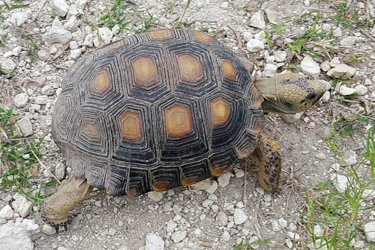 Texas Rtoise The Texas Tortoise