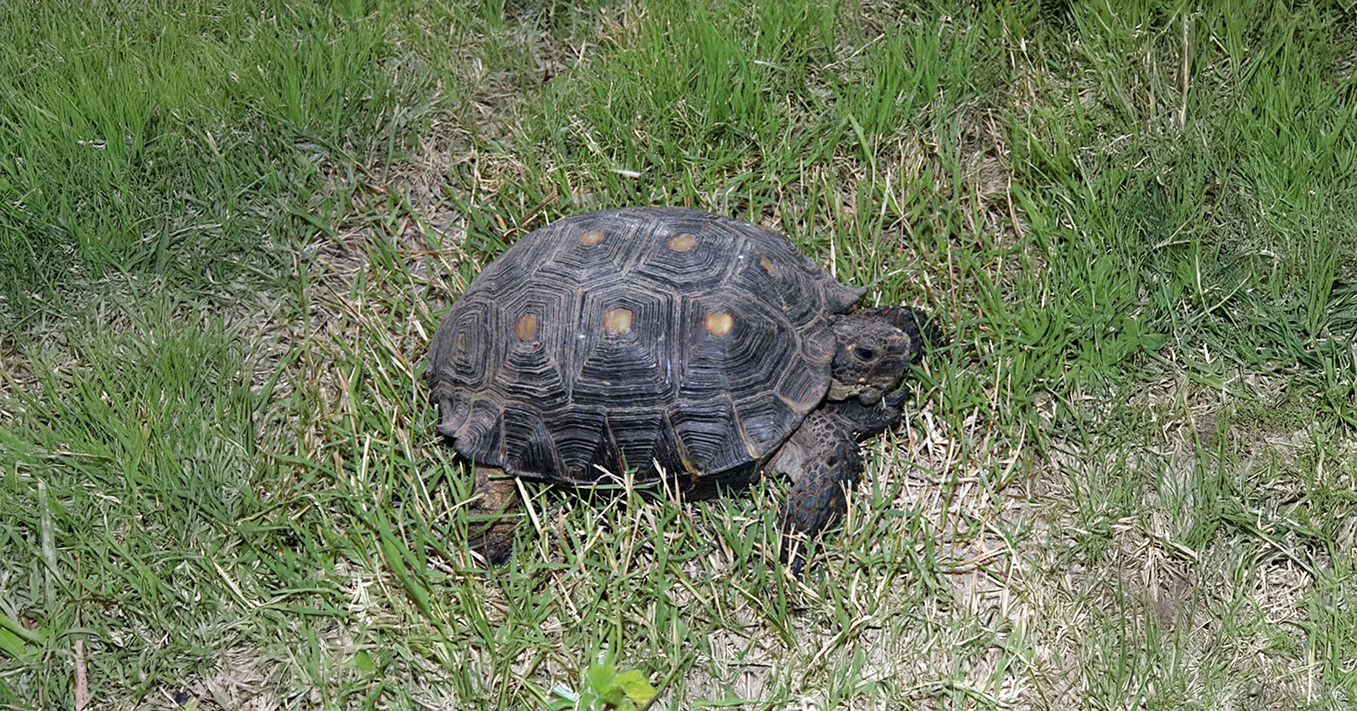Texas-Tortoise
